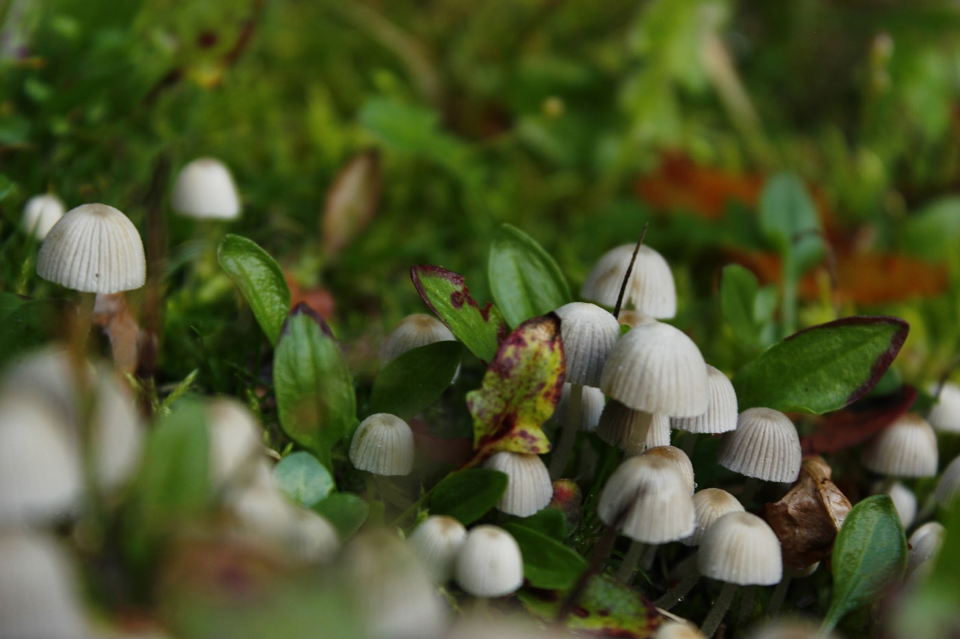 Hericium