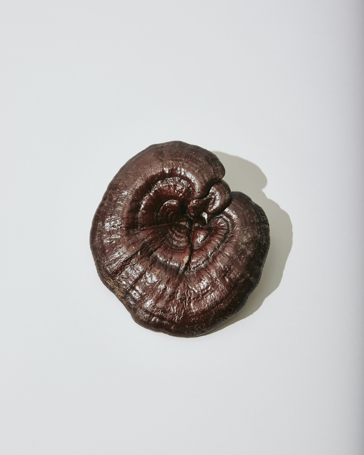 Reishi